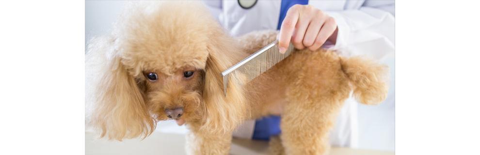 泰迪犬训练技巧大揭秘（打造温顺乖巧的泰迪犬）